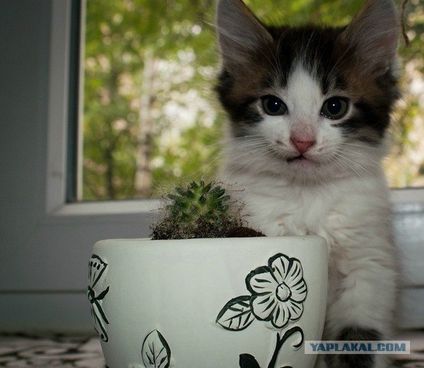 Котовторник 8 мая 2012