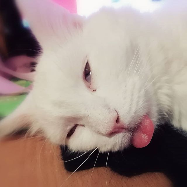 С Днём кошки!