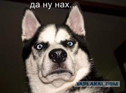 В подвале китайского министра обнаружено 13 тонн золота
