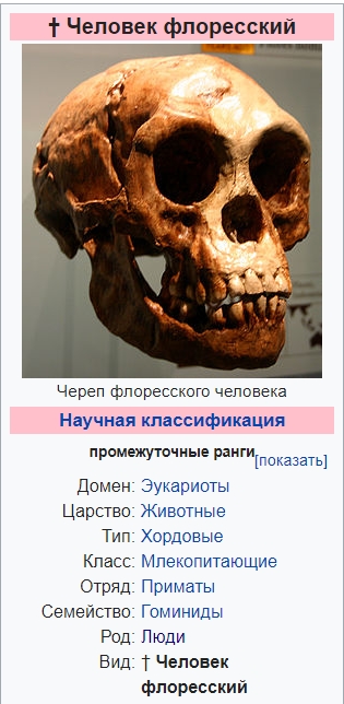 Крысы размером с кошку или к чему приводит островной гигантизм