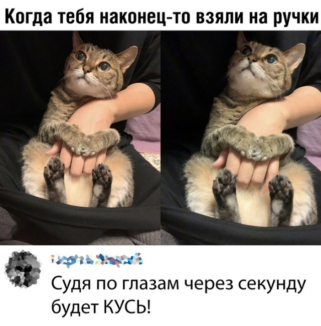 Разные картинки во вторник. С котами