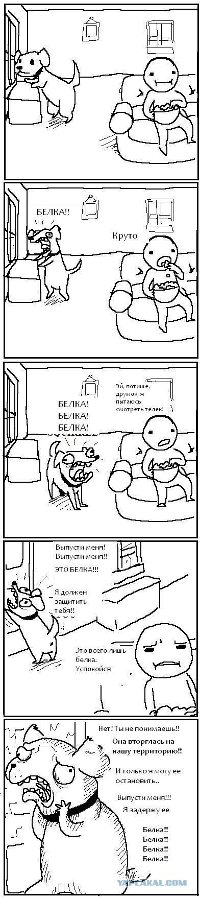 Как троллить собаку