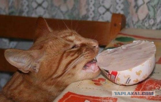 Драка двух котов за кусок колбасы