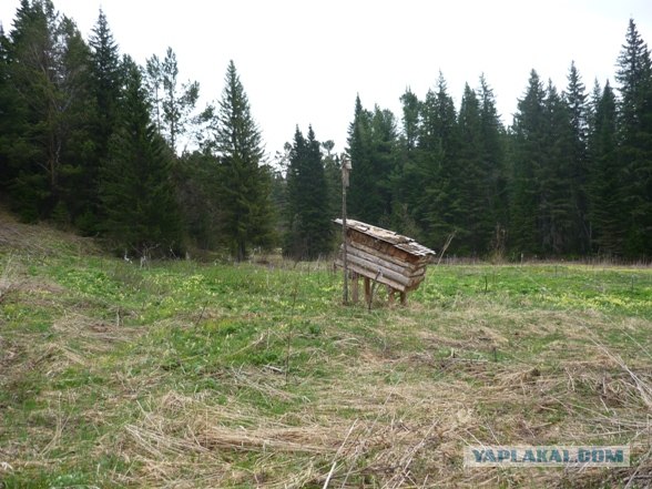 Лесное жилище