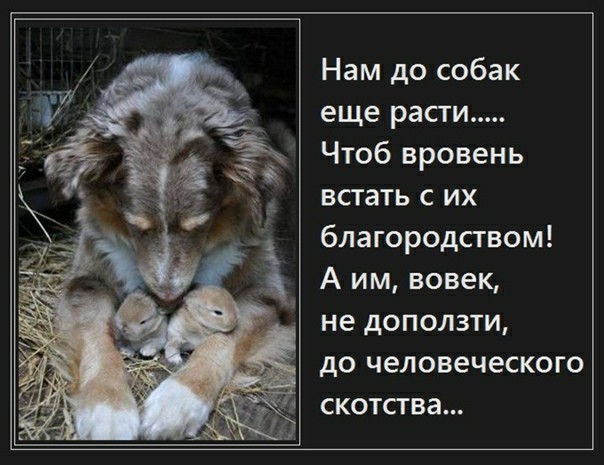 Улан-удэнский «Хатико» ждёт с работы умершую хозяйку