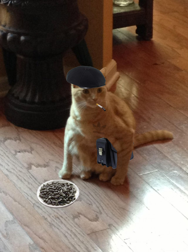 Кошка сидит