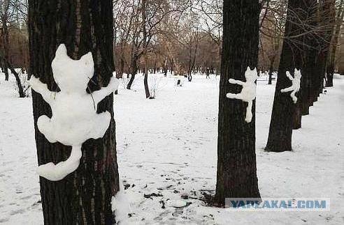 Обострение у котэ )))