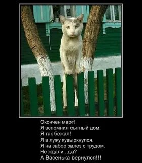 Возвращение блудного кота