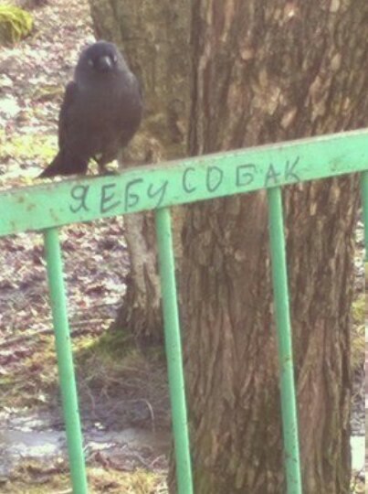 "Цветные бабы заменяют нас" Южный Парк: Воссоединение с Пандерверсом)
