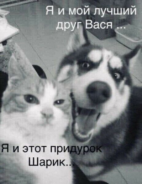 Котовтоник в картинках
