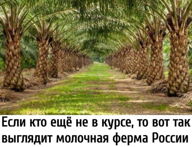 Россия с 11 июля запретит ввоз молочной продукции двух азербайджанских производителей