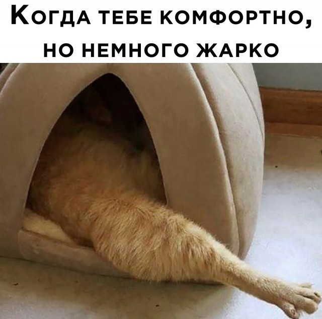К котовторнику: подборка картинок-баянов с котиками и про котиков. Выпуск 27.