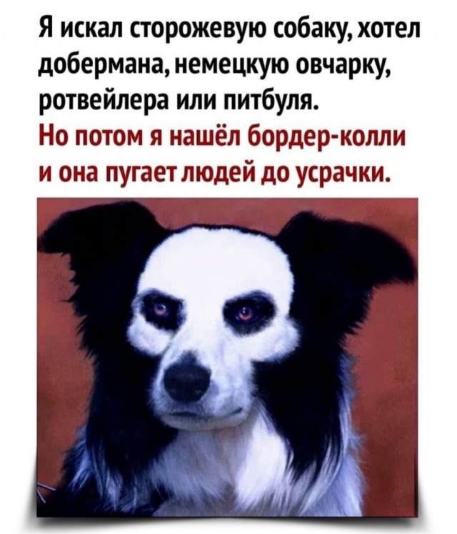 Бордер-колли