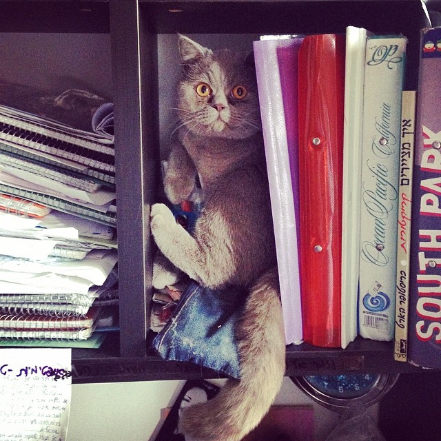 Пришел сегодня кот