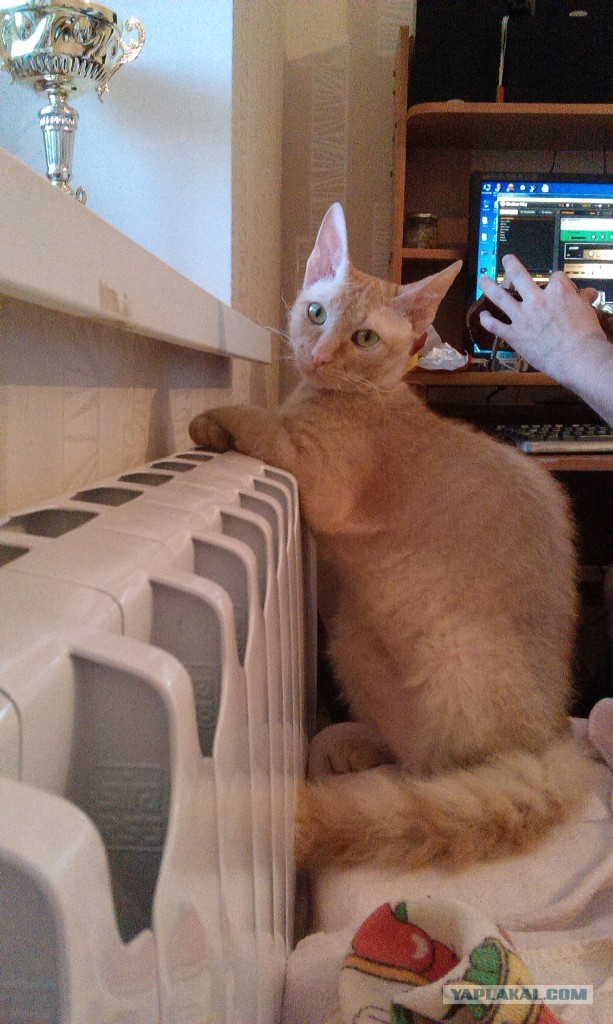 Котовторник 18.03.2014