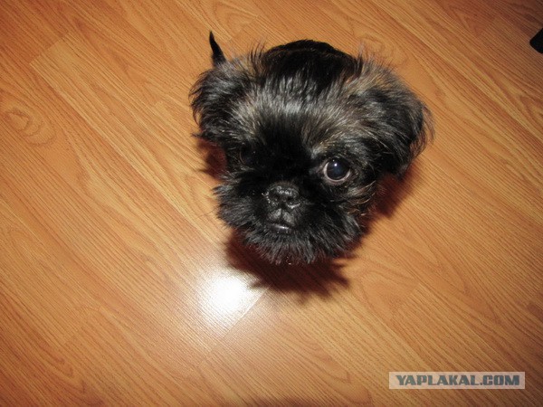 Мой собакен! Овчароид!