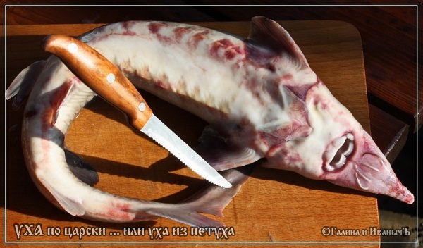 Уха по-царски ...