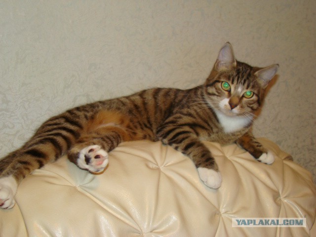 Самые популярные клички кошек и котов