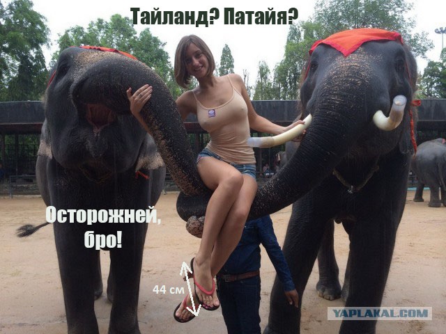 Слоны