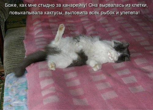 Котовторник 16.06.2015., Котовторник наступил!