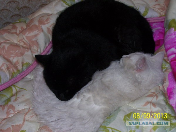 Котовторник