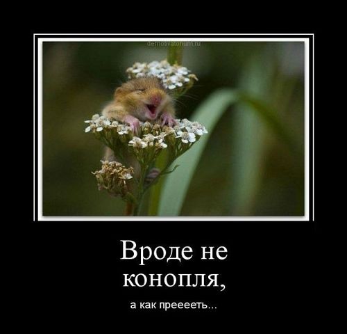 Сборник "баянов" со всего Интернета - 2