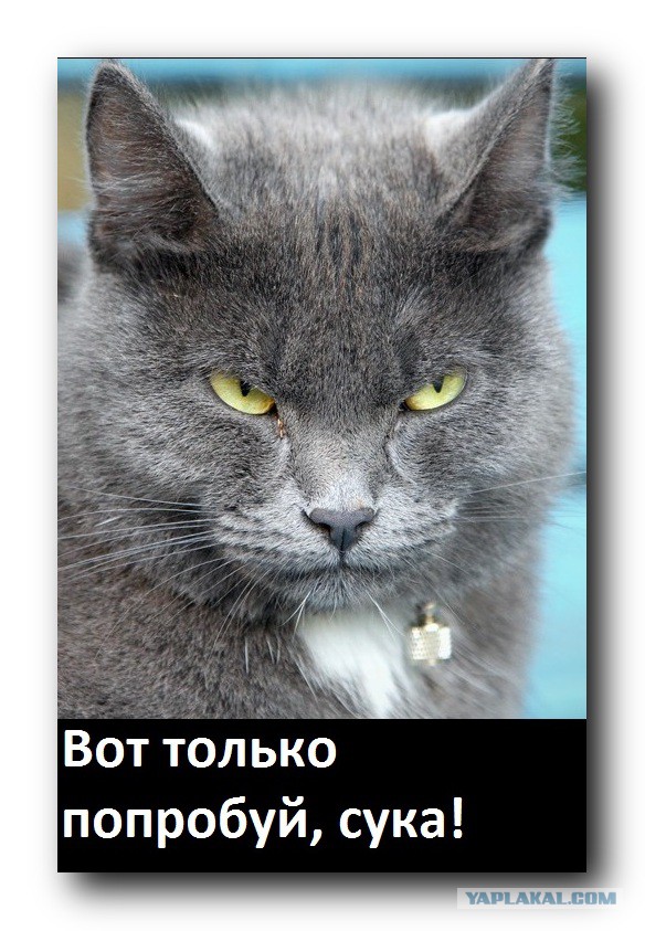 Постреляем?