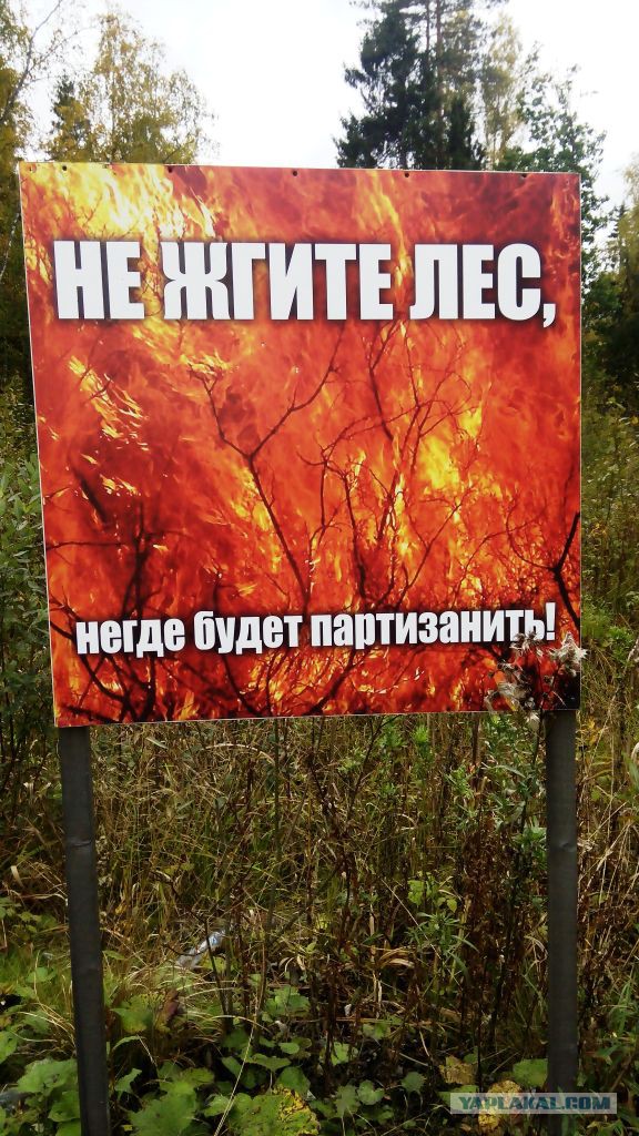 Берегите лес негде будет партизанить
