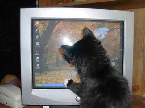 Коты, кошки, котята