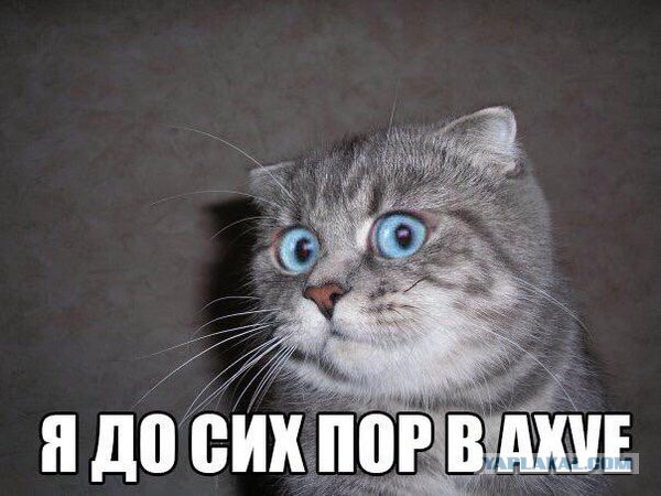 Найдите  собаку