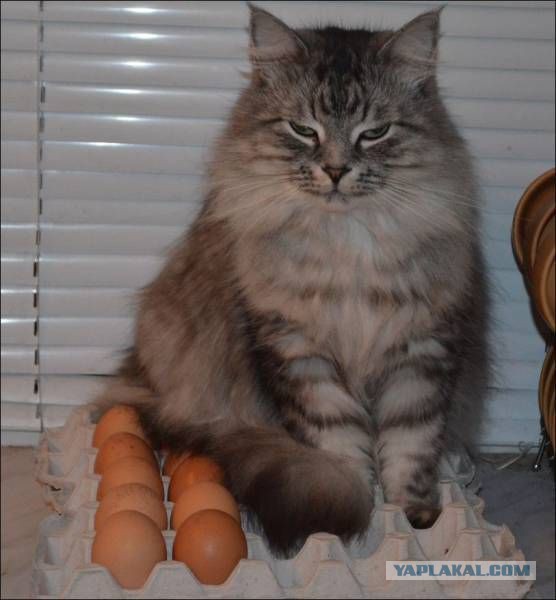 Кошки и другие