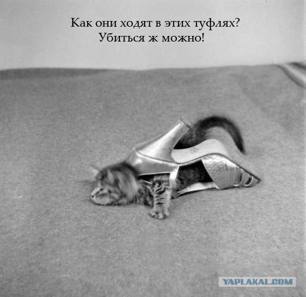 Забавные картинки из Сети