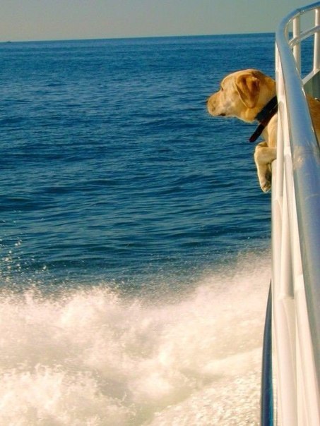 Разные картинки