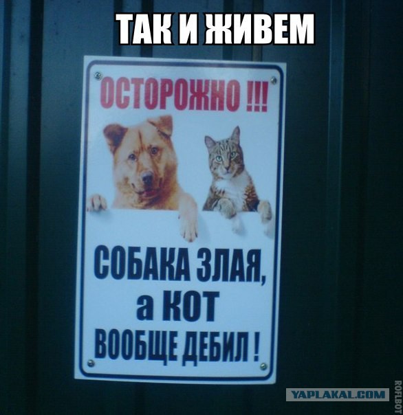 Смешные картинки с надписями