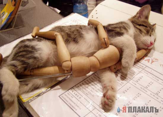 Коты, кошки, котята