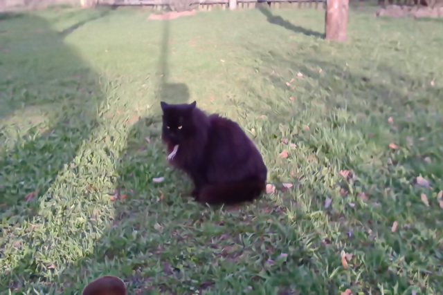 КотоВторник 26.04.2016