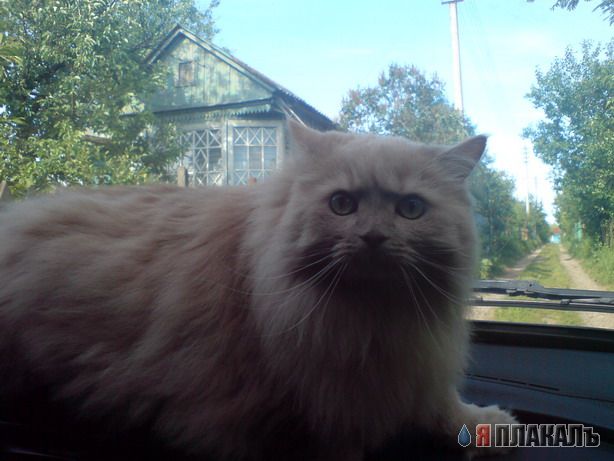 Дюжина кошаков