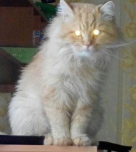 20 мест, в которых не должно было быть кота, но вот он