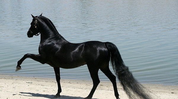 Самые смешные животные