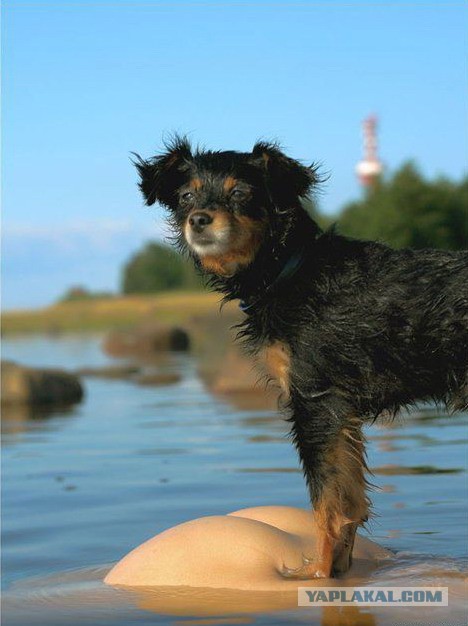 Самые смешные животные