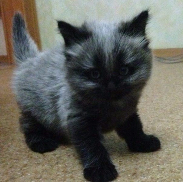 Коты и Кошки
