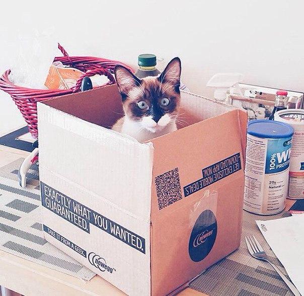 Коты и Кошки