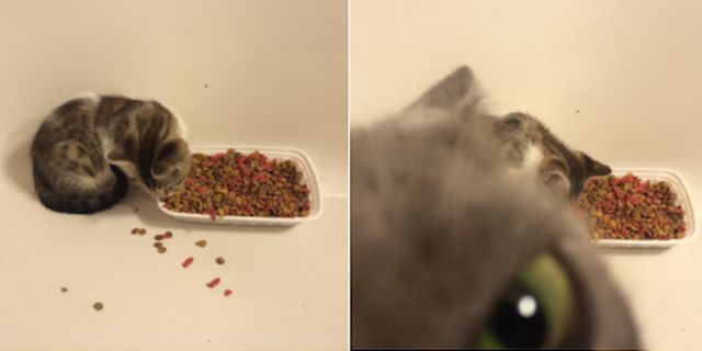 Прикольных котов пост