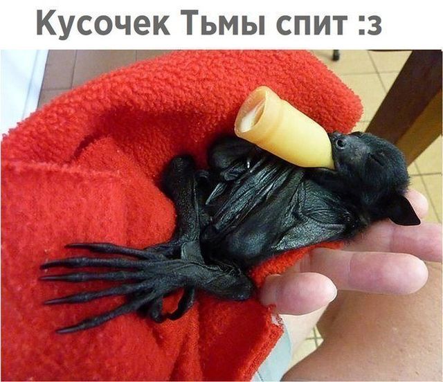 Живность из сети