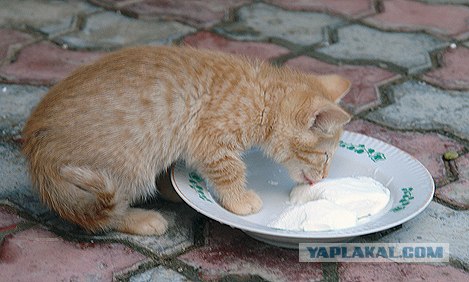 Ура, котовторник! (01.07.2008)
