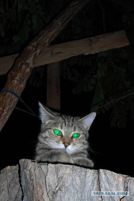 Внимание! На ЯПе КОТОВТОРНИК. 23.09.08.