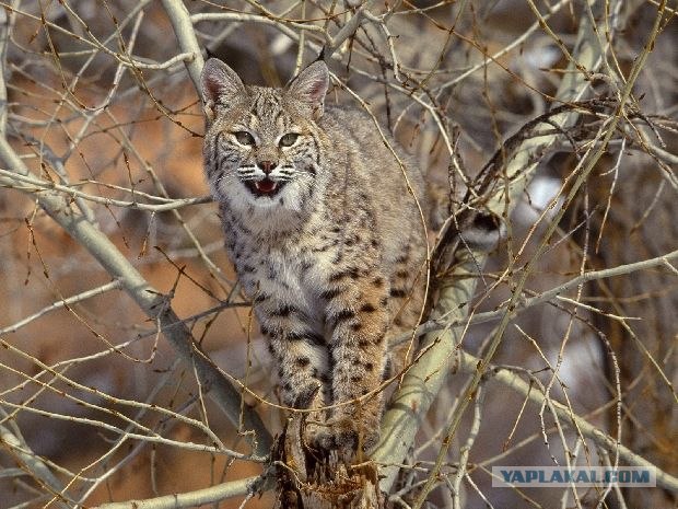 Большие кошки, фото