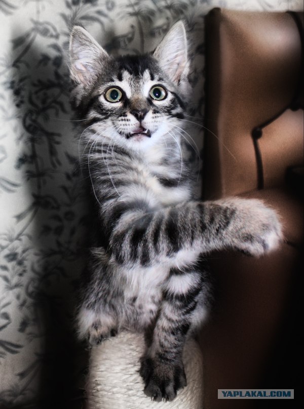 Котовторник ужасов (36 фот)