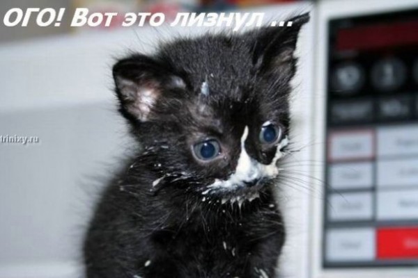Котовторник Вместе