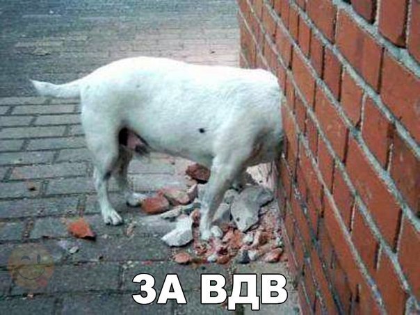 Мой товарищ служил в ВДВ, и с ним что то не так.